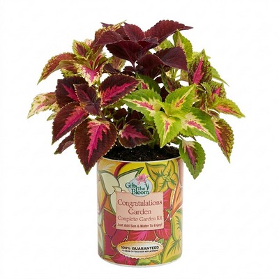 Congratulations Garden in Eco-Friendly Grocan